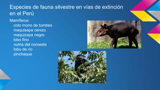 Especies de fauna silvestre en vías de extinción
en el Perú
Mamíferos:
coto mono de tumbes
maquisapa cenizo
maquizapa negro
lobo fino
nutria del noroeste
lobo de río
pinchaque
 