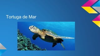 Tortuga de Mar
 