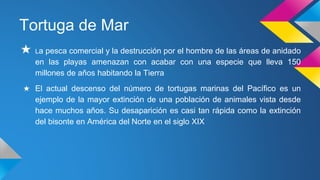 Tortuga de Mar
★ La pesca comercial y la destrucción por el hombre de las áreas de anidado
en las playas amenazan con acabar con una especie que lleva 150
millones de años habitando la Tierra
★ El actual descenso del número de tortugas marinas del Pacífico es un
ejemplo de la mayor extinción de una población de animales vista desde
hace muchos años. Su desaparición es casi tan rápida como la extinción
del bisonte en América del Norte en el siglo XIX
 