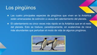 Los pingüinos
★ Las cuatro principales especies de pingüinos que viven en la Antártica
están amenazadas de extinción a causa del calentamiento del planeta.
★ El calentamiento es cinco veces más rápido en la Antártica que en el resto
del planeta. Esto se traduce, paradójicamente, en avalanchas de nieve
más abundantes que perturban el modo de vida de algunos pingüinos.
 