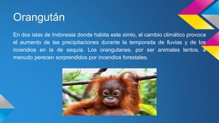 Orangután
En dos islas de Indonesia donde habita este simio, el cambio climático provoca
el aumento de las precipitaciones durante la temporada de lluvias y de los
incendios en la de sequía. Los orangutanes, por ser animales lentos, a
menudo perecen sorprendidos por incendios forestales.
 