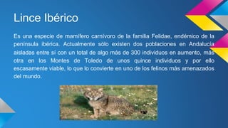 Lince Ibérico
Es una especie de mamífero carnívoro de la familia Felidae, endémico de la
península ibérica. Actualmente sólo existen dos poblaciones en Andalucía
aisladas entre sí con un total de algo más de 300 individuos en aumento, más
otra en los Montes de Toledo de unos quince individuos y por ello
escasamente viable, lo que lo convierte en uno de los felinos más amenazados
del mundo.
 