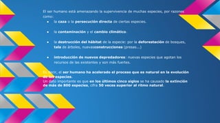 El ser humano está amenazando la supervivencia de muchas especies, por razones
como:
● la caza o la persecución directa de ciertas especies.
● la contaminación y el cambio climático.
● la destrucción del hábitat de la especie: por la deforestación de bosques,
tala de árboles, nuevasconstrucciones (presas...)
● introducción de nuevos depredadores: nuevas especies que agotan los
recursos de las existentes y son más fuertes.
Es decir, el ser humano ha acelerado el proceso que es natural en la evolución
de las especies.
Un dato importante es que en los últimos cinco siglos se ha causado la extinción
de más de 800 especies, cifra 50 veces superior al ritmo natural.
 
