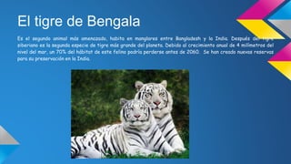 El tigre de Bengala
Es el segundo animal más amenazado, habita en manglares entre Bangladesh y la India. Después del tigre
siberiano es la segunda especie de tigre más grande del planeta. Debido al crecimiento anual de 4 milímetros del
nivel del mar, un 70% del hábitat de este felino podría perderse antes de 2060. Se han creado nuevas reservas
para su preservación en la India.
 