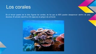 Los corales
En el tercer puesto de la lista figuran los corales, de los que un 80% pueden desaparecer dentro de unos
decenios. El estudio identifica 231 especies en peligro de extinción
 