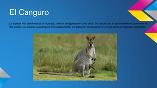 El Canguro
La especie más emblemática de Australia, podrían desaparecer en unos años. Se calcula que, si las temperaturas aumentan en
dos grados, una especie se extinguirá irremediablemente, y la población de canguros en general sufrirá un descenso apreciable.
 