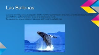 Las Ballenas
La cacería comercial y para su investigación, el tráfico marítimo, la contaminación de los mares, el cambio climático y fenómenos
como “El Niño” o “La Niña” amenazan la vida de las ballenas en el mundo.
Sus especies más comprometidas son: la jorobada, azul, franca, fin, cachalote y sei.
 