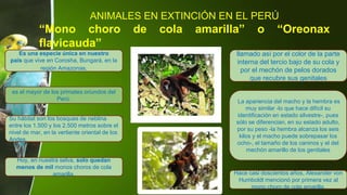 Es una especie única en nuestro
país que vive en Corosha, Bungará, en la
región Amazonas.
Hoy, en nuestra selva, solo quedan
menos de mil monos choros de cola
amarilla.
Su hábitat son los bosques de neblina
entre los 1.500 y los 2.500 metros sobre el
nivel de mar, en la vertiente oriental de los
Andes.
es el mayor de los primates oriundos del
Perú.
Hace casi doscientos años, Alexander von
Humboldt mencionó por primera vez al
mono choro de cola amarilla.
La apariencia del macho y la hembra es
muy similar -lo que hace difícil su
identificación en estado silvestre-, pues
sólo se diferencian, en su estado adulto,
por su peso -la hembra alcanza los seis
kilos y el macho puede sobrepasar los
ocho-, el tamaño de los caninos y el del
mechón amarillo de los genitales
llamado así por el color de la parte
interna del tercio bajo de su cola y
por el mechón de pelos dorados
que recubre sus genitales
ANIMALES EN EXTINCIÓN EN EL PERÚ
“Mono choro de cola amarilla” o “Oreonax
flavicauda”
 