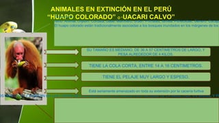 ANIMALES EN EXTINCIÓN EN EL PERÚ
“HUAPO COLORADO” O “UACARI CALVO”Taxonomia:
reino: Animal, chylum: Cordata, clase: Mamífero, orden: Primates, familia: Pitheciidae, Género: Cacaja
El huapo colorado están tradicionalmente asociadas a los bosques inundados en los márgenes de los
OS INSECTOS, Y HABITAN EN LAS COPAS DE LOS ARBOLES DE LAS AREAS PANTANOSAS DE LA AMAZONIA, EN BRASIL Y PE
SU TAMAÑO ES MEDIANO, DE 36 A 57 CENTIMETROS DE LARGO, Y
PESA ALREDEDOR DE 4 KILOS.
TIENE LA COLA CORTA, ENTRE 14 A 16 CENTIMETROS.
TIENE EL PELAJE MUY LARGO Y ESPESO.
Está seriamente amenazado en toda su extensión por la cacería furtiva
 