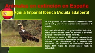 Animales en extinción en España
Águila Imperial Ibérica (Aquila adalberti)
Es una gran ave de presa exclusiva del Mediterráneo
occidental y una de las rapaces más escasas del
mundo.
Sus territorios abarcan una gran cantidad de hábitat,
desde pinares en las zonas de montaña a sistemas
dunares y marismas en zonas de costa.
En España se censaron 194 parejas reproductoras
(2004) y recientemente dos parejas han recolonizado
Portugal. Los contingentes de la especie han
mantenido una tendencia de crecimiento positiva
desde 1974, fecha del primer censo, hasta la
actualidad.
 