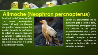 Alimoche (Neophron percnopterus)
Es el buitre del Viejo Mundo
con menor envergadura
(sobre 150 cm). Los jóvenes
son pardos, mientras que los
adultos (a partir de los 5 años
de edad) se caracterizan por
su cabeza y patas amarillas,
cuerpo blanco, alas blancas
con extremos grises y negros
y cola blanca y ancha.
Miden 85 centímetros de la
punta del pico a la de la cola,
teniendo una envergadura de
1,7 metros y un peso
promedio de dos kilos o poco
más. Vuelan normalmente en
solitario, aunque a veces
siguen a otros congéneres o
incluso a buitres de otras
especies y cuervos.
 