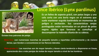 Lince Ibérico (Lynx pardinus)
Es un felino de aspecto grácil, con patas largas y una
cola corta con una borla negra en el extremo que
suele mantener erguida batiéndola en momentos de
peligro o excitación. Sus características orejas
puntiagudas están terminadas en un pincel de pelos
negros rígidos que favorece su camuflaje al
descomponer la redonda silueta de su cabeza.
Existen tres patrones de pelaje:
Mota fina: con numerosas manchas de pequeño tamaño y repartidas uniformemente y de manera
densa, que tienden a concentrarse en los flancos laterales.
Mota gruesa A: Las manchas son de mayor tamaño y tienen cierta tendencia a disponerse en líneas,
apareciendo dos o más parejas de motas de mayor tamaño a nivel de los hombros.
 