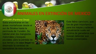 ANIMALES EN EXTINCIÓN DE MEXICO
JAGUAR (Panthera Onca)
Solía encontrarse en las
áreas montañosas desde el
sur de Sinaloa hasta la
península de Yucatán. Su
hábitat eran los manglares,
matorrales y bosques
pluviales, pero la pérdida de
sus tierras y la caza ilegal ha
diezmado la cantidad de
ejemplares de esta especie.
Este felino carnívoro, que
fue de gran importancia
para los mayas y aztecas,
actualmente suele ser
víctima de ganaderos que
buscan defender sus
bienes comerciales.
 