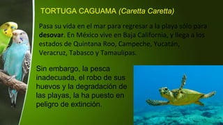 TORTUGA CAGUAMA (Caretta Caretta)
Pasa su vida en el mar para regresar a la playa sólo para
desovar. En México vive en Baja California, y llega a los
estados de Quintana Roo, Campeche, Yucatán,
Veracruz, Tabasco y Tamaulipas.
Sin embargo, la pesca
inadecuada, el robo de sus
huevos y la degradación de
las playas, la ha puesto en
peligro de extinción.
 