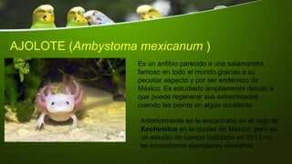 AJOLOTE (Ambystoma mexicanum )
Es un anfibio parecido a una salamandra,
famoso en todo el mundo gracias a su
peculiar aspecto y por ser endémico de
México. Es estudiado ampliamente debido a
que puede regenerar sus extremidades
cuando las pierde en algún accidente.
Anteriormente se le encontraba en el lago de
Xochimilco en la ciudad de México, pero en
un estudio de campo realizado en 2013 no
se encontraron ejemplares silvestres.
 