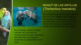 MANATÍ DE LAS ANTILLAS
(Trichechus manatus)
Es un animal corpulento que en México
vive en el mar Caribe y las costas de
Tamaulipas. La caza furtiva, la pesca
mal planeada y la contaminación de su
hábitat han reducido notablemente el
número de animales de esta especie.
Sin embargo, existen buenas
noticias: las acciones de
conservación de esta criatura en
Quintana Roo han logrado
aumentar sus ejemplares en la
zona.
 