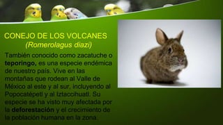 CONEJO DE LOS VOLCANES
(Romerolagus diazi)
También conocido como zacatuche o
teporingo, es una especie endémica
de nuestro país. Vive en las
montañas que rodean al Valle de
México al este y al sur, incluyendo al
Popocatépetl y al Iztaccihuatl. Su
especie se ha visto muy afectada por
la deforestación y el crecimiento de
la población humana en la zona.
 
