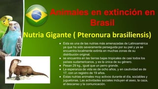 Nutria Gigante ( Pteronura brasiliensis)
● Esta es una de las nutrias más amenazadas de Latinoamérica
ya que ha sido severamente perseguida por su piel y ya se
encuentra localmente extinta en muchas zonas de su
distribución original.
● se encuentra en las tierras bajas tropicales de casi todos los
países sudamericanos, y es la única de su género.
● Pesan 29 kg., igual que un perro grande.
● La esperanza de vida es de ocho años, y en cautividad es de
17, con un registro de 19 años.
● Estas nutrias animales muy activos durante el día, sociables y
juguetonas. Las actividades sociales incluyen el aseo, la caza,
el descanso y la comunicación.
Animales en extinción en
Brasil
 