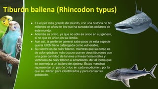 Tiburón ballena (Rhincodon typus)
● Es el pez más grande del mundo, con una historia de 60
millones de años en los que ha surcado los océanos de
este mundo.
● Además es único, ya que no sólo es único en su género,
si no que es único en su familia.
● Aun así, la gente en general sabe poco de esta especie
que la IUCN tiene catalogada como vulnerable.
● Su vientre es de color blanco, mientras que su dorso es
de color grisáceo más oscuro que en otros tiburones con
una gran cantidad de lunares y líneas horizontales y
verticales de color blanco o amarillento, de tal forma que
se asemeja a un tablero de ajedrez. Estas manchas
representan un patrón único en cada espécimen, por lo
que se utilizan para identificarlos y para censar su
población.
 