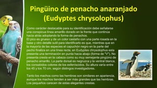 Pingüino de penacho anaranjado
(Eudyptes chrysolophus)
Como carácter destacable para su identificación debe señalarse
una conspicua línea amarillo dorado en la frente que continúa
hacia atrás adoptando la forma de penachos.
El pico es grueso y de un color castaño con una parte rosada en la
base y otro detalle sutil para identificarlo es que, mientras que en
la mayoría de las especies el capuchón negro en la parte del
pecho finaliza en una línea recta, en Eudyptes chrysolophus esta
presenta una terminación en punta hacia abajo (forma de "V"). No
presenta cresta en la cabeza como su muy semejante pingüino de
penacho amarillo. La parte dorsal es negruzca y la ventral blanca,
los consabidos colores de los esfeníscidos. Su altura varía entre
los 45 y los 70 cm. según distingos investigadores.
Tanto los machos como las hembras son similares en apariencia,
aunque los machos tienden a ser más grandes que las hembras.
Los pequeños carecen de estas elegantes crestas.
 
