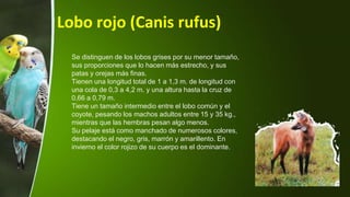Lobo rojo (Canis rufus)
Se distinguen de los lobos grises por su menor tamaño,
sus proporciones que lo hacen más estrecho, y sus
patas y orejas más finas.
Tienen una longitud total de 1 a 1,3 m. de longitud con
una cola de 0,3 a 4,2 m. y una altura hasta la cruz de
0,66 a 0,79 m.
Tiene un tamaño intermedio entre el lobo común y el
coyote, pesando los machos adultos entre 15 y 35 kg.,
mientras que las hembras pesan algo menos.
Su pelaje está como manchado de numerosos colores,
destacando el negro, gris, marrón y amarillento. En
invierno el color rojizo de su cuerpo es el dominante.
 