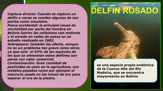 DELFIN ROSADO
es una especie propia endémica
de la Cuenca Alta del Río
Madeira, que se encuentra
mayormente en Bolivia
Captura directa: Cuando se captura un
delfín a veces se venden algunas de sus
partes como amuletos.
Pesca accidental: la principal causa de
mortalidad por parte del hombre en
Bolivia fueron las colisiones con motores
y el enredo en redes de pesca en un
estudio realizado en 2002.
Sobrepesca: también les afecta, aunque
no es un problema tan grave como otros
ya que solo´el 43% de las especies de
las que se alimentan estos delfines son
peces con valor comercial.
Contaminación: Gran cantidad de
pesticidas se usan en la agricultura, con
metales pesados como por ejemplo el
mercurio usado en las minas de oro para
separar al oro de la piedra.
 