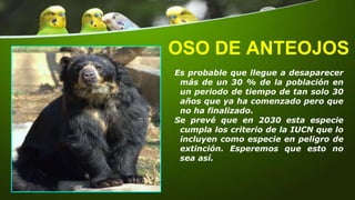 OSO DE ANTEOJOS
Es probable que llegue a desaparecer
más de un 30 % de la población en
un periodo de tiempo de tan solo 30
años que ya ha comenzado pero que
no ha finalizado.
Se prevé que en 2030 esta especie
cumpla los criterio de la IUCN que lo
incluyen como especie en peligro de
extinción. Esperemos que esto no
sea así.
 