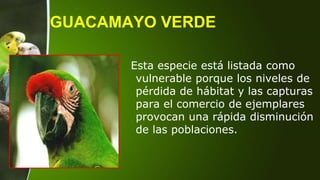 GUACAMAYO VERDE
Esta especie está listada como
vulnerable porque los niveles de
pérdida de hábitat y las capturas
para el comercio de ejemplares
provocan una rápida disminución
de las poblaciones.
 