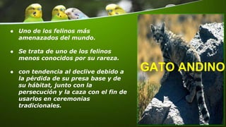 GATO ANDINO
● Uno de los felinos más
amenazados del mundo.
● Se trata de uno de los felinos
menos conocidos por su rareza.
● con tendencia al declive debido a
la pérdida de su presa base y de
su hábitat, junto con la
persecución y la caza con el fin de
usarlos en ceremonias
tradicionales.
 