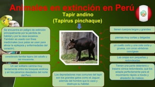 tienen cuerpos largos y grandes
piernas muy cortas y delgadas
Los depredadores mas comunes del tapir
son los grandes gatos como el Jaguar,
además del hombre que lo caza y
destruye su hábitat.
Un ser solitario camina muy
lentamente entre los bosques andinos
y en los páramos desolados del norte
del Perú.
Tienen una parte delantera y
trasera cónica redondeada, que los
adapta perfectamente para el
movimiento rápido a través y
alrededor de maleza.
considerado familiar lejano del caballo y
del rinoceronte.
Tapir andino
(Tapirus pinchaque)
Las orejas son pequeñas y
redondeadas
un cuello corto y una cola corta y
gruesa, con once vértebras
coccígeas
Se encuentra en peligro de extinción
principalmente por la pérdida de
hábitat y por la caza excesiva.
También es usado con fines
medicinales (sus patas se usan para
aliviar la epilepsia y enfermedades del
corazón).
Animales en extinción en Perú
 