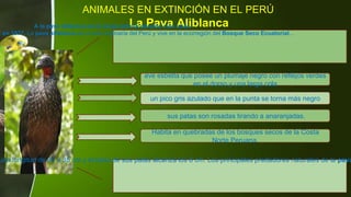 ANIMALES EN EXTINCIÓN EN EL PERÚ
La Pava AliblancaA la pava aliblanca se le creyó extinta durante cien años,
" en 1977. La pava aliblanca es un ave originaria del Perú y vive en la ecorregión del Bosque Seco Ecuatorial..
una longitud de 30 a 35 cm y el tarso de sus patas alcanza los 8 cm. Los principales predadores naturales de la pava
ave esbelta que posee un plumaje negro con reflejos verdes
en el dorso y una larga cola
un pico gris azulado que en la punta se torna más negro
sus patas son rosadas tirando a anaranjadas.
Habita en quebradas de los bosques secos de la Costa
Norte Peruana.
 