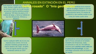 Las características de la especie
elevan el peligro debido a que los
delfines amazónicos tienen un ciclo
reproductivo lento (10 meses de
gestación) y las madres cuidan a sus
crías por hasta cuatro años.
Como cualquier delfín de río es una
especia poco común. Si no se
adoptan medidas puede tener el
mismo destino del "baiji", el delfín
chino de aguas dulces que fue
declarado extinto en 2007
Esta especie, también conocida como
boto, tonina o delfín del Amazonas,
es el mayor delfín de río del mundo,
ya que los machos adultos pueden
alcanzar 185 kilos de peso y 2,5
metros de largo, y tiene su hábitat en
los ríos Amazonas, Orinoco y
Madeira.
anualmente la comunidad pesquera
del río Purus ubicada en el estado
brasileño de Amazonas, mata
anualmente a más de 140 delfines
rosados para usarlos como cebo en
la pesca de piracatinga, un pez
necrófago conocido como el buitre de
las aguas.
ANIMALES EN EXTINCIÓN EN EL PERÚ
“Delfín rosado” O “Inia geoffrensis”
 
