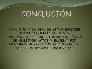 PARA QUE CADA UNA DE ESTAS ESPECIES
       PUEDA SUPERAR ESTA CRISIS
EXISTENCIAL, DEBEMOS TOMAR CONCIENCIA
   DE NUESTROS ACTOS Y EMPEZAR POR
 NUESTROS HOGARES CON EL CUIDADO DE
     NUESTROS RECURSOS NATURALES.
 
