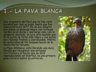 Ave originaria del Perú que no fue vista
durante por casi un siglo, hasta que fue
descubierta en 1977. Es un ave esbelta
que posee un plumaje negro con reflejos
verdes en el dorso y una larga cola, con la
garganta desnuda, un pico gris azulado que
en la punta se torna más negro y sus patas
son rosadas tirando a anaranjadas. Habita
en quebradas de los bosques secos de la
Costa Norte Peruana.
La Pava Aliblanca, está librando una dura
batalla por recuperar sus antiguos
territorios y el hecho que se esté
reproduciendo en libertad, es una primera
gran victoria sobre su extinción.
 