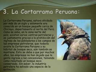 La Cortarrama Peruana, estuvo olvidada
por más de un siglo y solamente era
conocida en un bosque pequeño cerca de
Chiclayo, departamento al norte del Perú.
Como se sabe, en la zona norte del
país, existen varios centros petroleros y
es justamente gracias a la prohibición del
ingreso de los pobladores a los campos de
las empresas petroleras, que todavía
existe la Cortarrama Peruana y su
hábitat de bosque seco, aún también se
mantiene. Esto se debe a que por muchos
años, las empresas no han dejado que la
gente ingrese a las concesiones, teniendo
como resultado un bosque seco
conservado. Sin saber, la industria
petrolera ha salvado una especie de la
extinción.
 