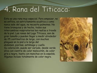 Esta es una rana muy especial. Para empezar, no
es anfibia, es estrictamente acuática y como
nunca sale del agua, no necesita pulmones. No
tiene branquias y de hecho, todos sus
intercambios respiratorios los realiza a través
de la piel. Las ranas del Lago Titicaca, son de
gran tamaño y pueden llegar a medir alrededor
de 25 centímetros de largo, con muchos
pliegues en la piel a lo largo del
abdomen, piernas, estómago y cuello.
Su coloración, puede ser variada, desde verde
oliva con vientre de color melocotón, de color
gris a negro, hasta con manchas en la espalda.
Algunas incluso totalmente de color negro.
 