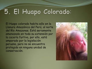 El Huapo colorado habita sólo en la
Llanura Amazónica del Perú, al norte
del Río Amazonas. Está seriamente
amenazado en toda su extensión por
la cacería furtiva, por ello, está
amparado por la legislación
peruana, pero no se encuentra
protegido en ninguna unidad de
conservación.
 