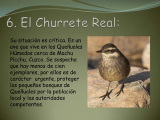 Su situación es crítica. Es un
ave que vive en los Queñuales
Húmedos cerca de Machu
Picchu, Cuzco. Se sospecha
que hay menos de cien
ejemplares, por ellos es de
carácter urgente, proteger
los pequeños bosques de
Queñuales por la población
local y las autoridades
competentes.
 