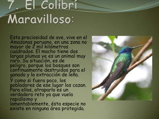 Esta preciosidad de ave, vive en el
Amazonas peruano, en una zona no
mayor de 2 mil kilómetros
cuadrados. El macho tiene dos
largas plumas ye es un animal muy
raro. Su situación, es de
peligro, porque los bosques son
continuamente destruidos para el
ganado y la extracción de leña.
Y como si fuera poco, los
pobladores de ese lugar los cazan.
Para ellos, atraparlo es un
verdadero reto ya que vuela
rapidísimo y
lamentablemente, ésta especie no
existe en ninguna área protegida.
 
