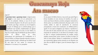 ¿Qué Es?
El guacamayo macao o guacamaya macao en algunos países
(Ara macao) es una especie de ave perteneciente a la
familia de los psitácidos. Además, es una de las nueve
especies existentes del género Ara, del cual es una de las de
mayor tamaño, pues llega a alcanzar 90 cm de longitud y
1 kg de peso. Se distingue por su colorido plumaje, que es
principalmente rojo escarlata, complementado con algunas
plumas azules y amarillas en las alas y la cola. Habita a lo
largo de un amplio rango de distribución que abarca desde el
sureste de México hasta las selvas
pedemontanas del departamento de Cochabamba en el
centro de Bolivia, en bosques húmedos tropicales cercanos a
grandes corrientes de agua, a altitudes que van desde el nivel
del mar hasta los 1000 msnm. Se reconocen dos
subespecies: A. m. macao y A. m. cyanoptera.
Habitos:
Es una especie de hábitos diurnos y muy social, que puede llegar a
formar bandadas de varias decenas de miembros, los cuales se
reúnen para buscar alimento, acicalarse, protegerse mutuamente y
dormir juntos. Los miembros dominantes del grupo suelen ser los
machos adultos en edad de reproducción. Se comunican
principalmente a través de la vocalización, con chillidos fuertes y
agudos. Es una especie endogámica que empieza a reproducirse a
los cuatro años de edad, poniendo entre uno y cuatro huevos cada
temporada de reproducción, la cual abarca de noviembre a mayo.
Su dieta se compone predominantemente de semillas, aunque
también consume frutas, néctar, insectos o las flores, las hojas y el
tallo de ciertas plantas. Además, la complementan con minerales
que contrarrestan algunas toxinas presentes en sus alimentos, que
para ellos son difíciles de digerir y para los humanos llegan a ser
tóxicas.
 