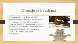 • ¿Quiénes es el conejo de los volcanes?
Especie endémica y relicto de nuestro país, es
el conejo más pequeño. Tiene las orejas
cortas y redondas; la cola es tan pequeña que
no es visible y sus piernas también son cortas
con relación al tamaño de su cuerpo; su
pelaje es de color moreno oscuro,
homogéneo
El conejo de los volcanes
 