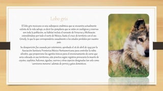 Lobo gris
El lobo gris mexicano es una subespecie endémica que se encuentra actualmente
extinta de la vida salvaje, es decir los ejemplares que se están en zoológicos y reservas
son toda la población, su hábitat incluía el noroeste de Veracruz y Michoacán
extendiéndose por todo el norte de México, hasta el cruce de territorio con el oso
Grizzly, lo que lo que correspondería casualmente a los estados perdidos por nuestro
país.
Su desaparición fue causada por exterminio, aprobado el 26 de abril de 1949 por la
Asociación Sanitaria Fronteriza México Norteamericana para controlar la rabia
silvestre, que proporciono los agentes tóxicos para el envenenamiento de carne que
seria colocada en sus territorios, esta practica según registros provocaría la muerte de
coyotes, zopilotes, halcones, águilas, cuervos y otras especies designadas tan solo como
¨carnívoros menores¨ además de perros y gatos domésticos.
 