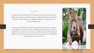 Jaguar
El Procurador Federal de Protección al Ambiente, Dr. Hernando Guerrero Cázares,
informó que el jaguar es una especie que está en peligro de extinción, principalmente
por factores como la destrucción o modificación drástica de su hábitat, la cacería
furtiva y la depredación.
Mencionó que la PROFEPA ha detectado la depredación de esta especie en algunas
comunidades rurales de México donde se distribuye, principalmente por el temor de
los pobladores, al sentir que es una amenaza para ellos y su ganado. Sin embargo, la
legislación ambiental de nuestro país reconoce la caza furtiva como un delito federal
que se paga hasta con 9 años de cárcel.
 