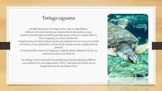 Tortuga caguama
Las diferentes especies de tortuga marina, están en riesgo debido a:
Utilización de redes de barrido que aniquilan toda la vida marina a su paso
proveer el mercado ilegal de productos derivados (peines, cinturones, zapatos, bolsas) y
huevos "caguama", el cual no se ha detenido.
Invasión de zonas turísticas y urbanas en zonas de anidación (en méxico lo que ha ocurrido
con Cancún y lo que planean hacer en la reserva de chamela cuxmala y el gobierno no ha
detenido)
Se atribuye también muertes de tortugas por confundir plásticos flotantes en el mar con
medusas las cuales son sus alimentos.
Sin embargo no todo está perdido, hay prohibiciones internacionales que prohíben la
comercialización, así como organizaciones "ONG´s", que luchan por permitir que las
tortugas desoven y las crias lleguen al mar.
 