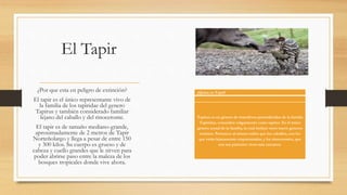 El Tapir
¿Por que esta en peligro de extinción?
El tapir es el único representante vivo de
la familia de los tapiridae del genero
Tapirus y también considerado familiar
lejano del caballo y del rinoceronte.
El tapir es de tamaño mediano-grande,
aproximadamente de 2 metros de Tapir
Norteñolargo y llega a pesar de entre 150
y 300 kilos. Su cuerpo es grueso y de
cabeza y cuello grandes que le sirven para
poder abrirse paso entre la maleza de los
bosques tropicales donde vive ahora.
¿Quién es Tapir?
Tapirus es un género de mamíferos perisodáctilos de la familia
Tapiridae, conocidos vulgarmente como tapires. Es el único
género actual de la familia, la cual incluye otros nueve géneros
extintos. Pertenece al mismo orden que los caballos, con los
que están lejanamente emparentados, y los rinocerontes, que
son sus parientes vivos más cercanos.
 