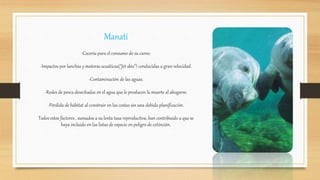 Manatí
-Cacería para el consumo de su carne.
-Impactos por lanchas y motoras acuáticas("Jet skis") conducidas a gran velocidad.
-Contaminación de las aguas.
-Redes de pesca desechadas en el agua que le producen la muerte al ahogarse.
-Pérdida de hábitat al construir en las costas sin una debida planificación.
Todos estos factores , sumados a su lenta tasa reproductiva, han contribuido a que se
haya incluido en las listas de especie en peligro de extinción.
 