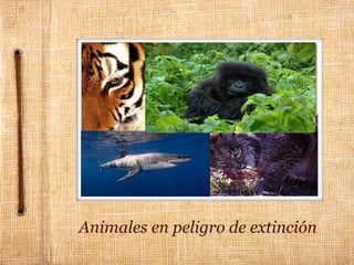 Animales en peligro de extinción   
