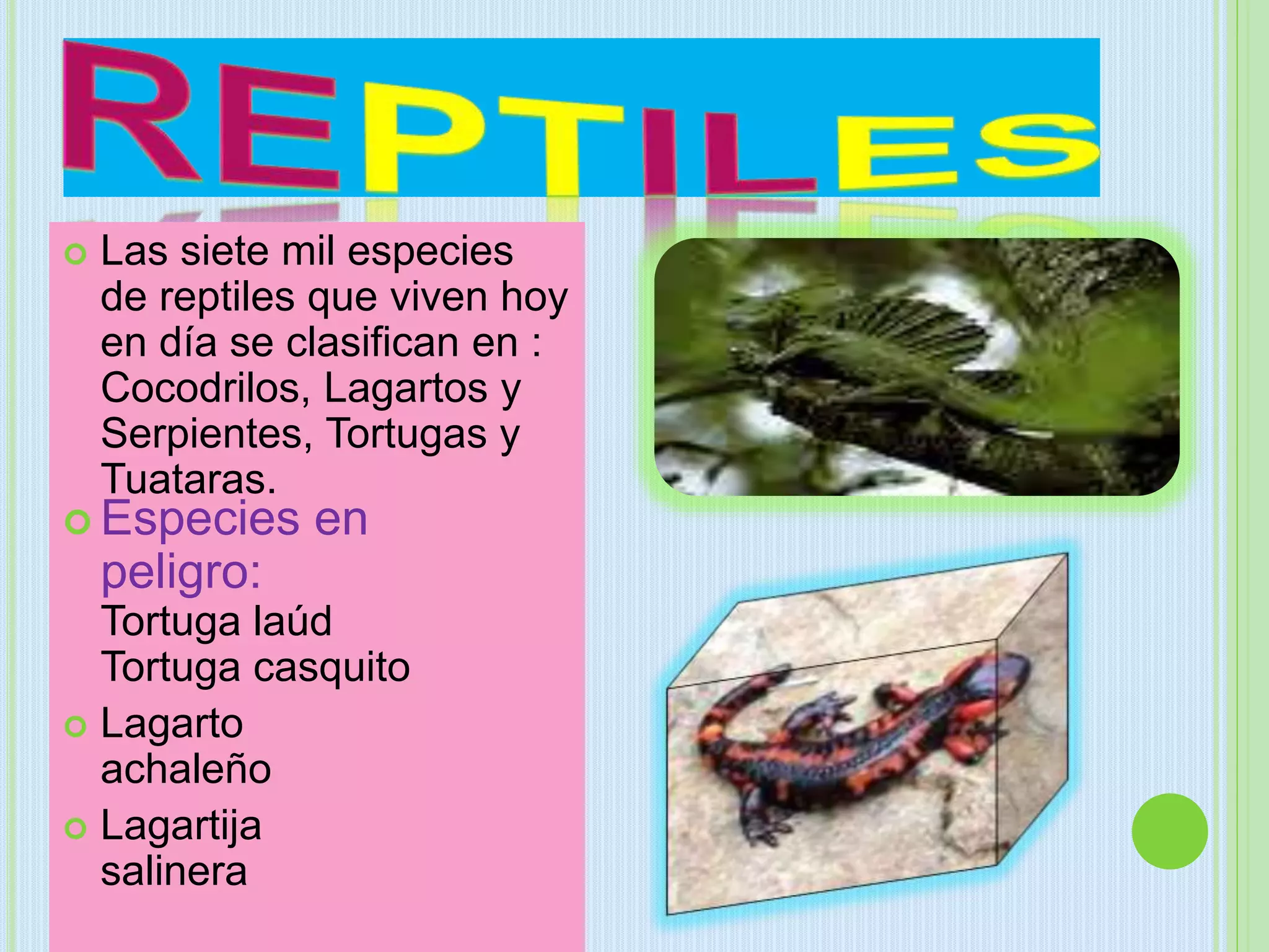 Las siete mil especies
de reptiles que viven hoy
en día se clasifican en :
Cocodrilos, Lagartos y
Serpientes, Tortugas y
Tuataras.
 Especies en
peligro:
Tortuga laúd
Tortuga casquito
 Lagarto
achaleño
 Lagartija
salinera
 
