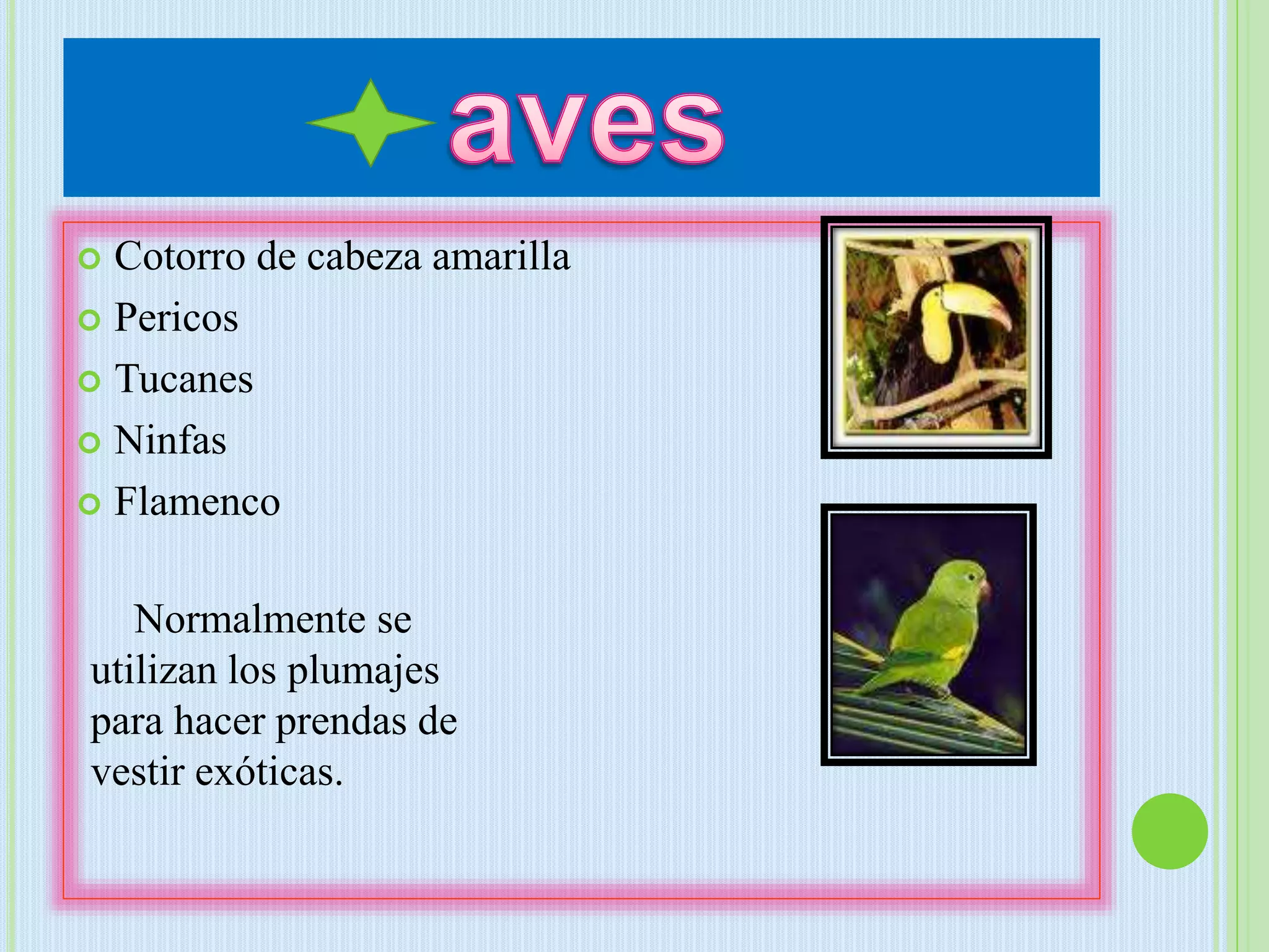  Cotorro de cabeza amarilla
 Pericos
 Tucanes
 Ninfas
 Flamenco
Normalmente se
utilizan los plumajes
para hacer prendas de
vestir exóticas.
 