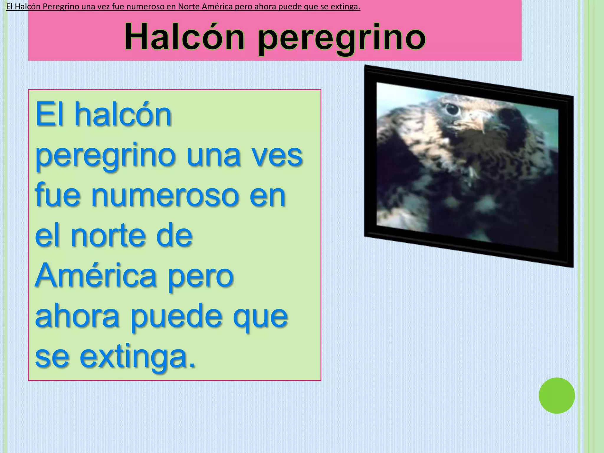 El Halcón Peregrino una vez fue numeroso en Norte América pero ahora puede que se extinga.El Halcón Peregrino una vez fue numeroso en Norte América pero ahora puede que se extinga.
El halcón
peregrino una ves
fue numeroso en
el norte de
América pero
ahora puede que
se extinga.
 